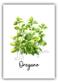 Kitchen Herbs- Oregano