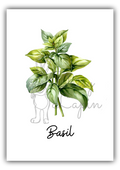 Kitchen Herbs- Basil