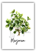 Kitchen Herbs- Marjoran