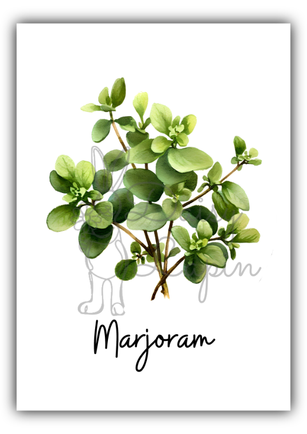 Kitchen Herbs- Marjoran