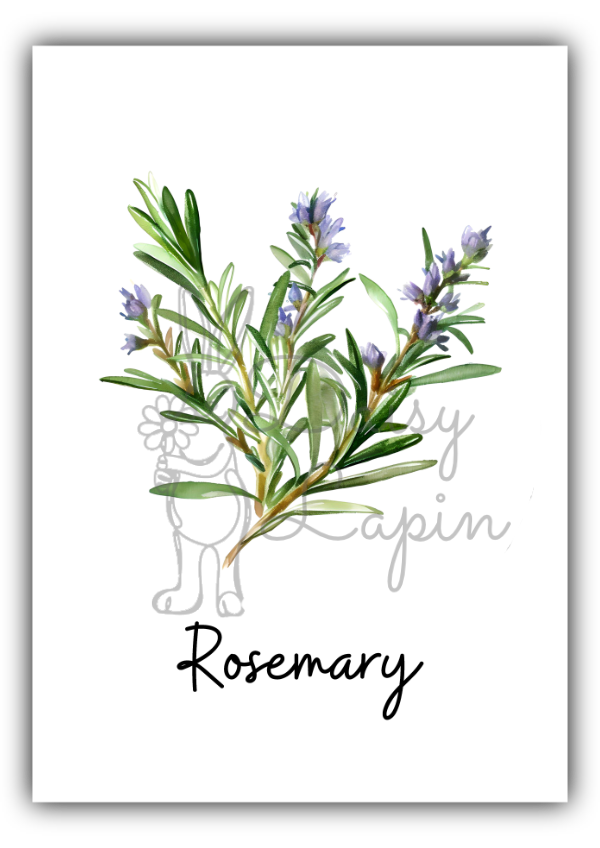 Kitchen Herbs= Rosemary