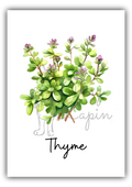 Kitchen Herbs- Thyme