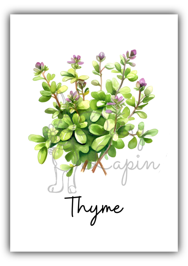 Kitchen Herbs- Thyme