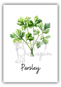 Kitchen herbs- Parsley