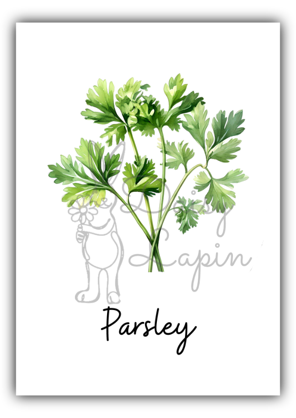 Kitchen herbs- Parsley