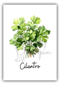 Kitchen Herbs- Cilantro