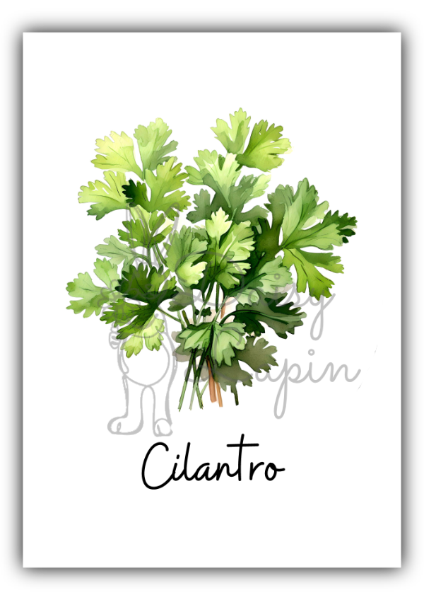 Kitchen Herbs- Cilantro