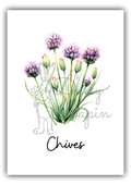Kitchen Herbs- Chives