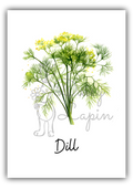 Kitchen Herbs- Dill