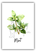 Kitchen Herbs- Mint
