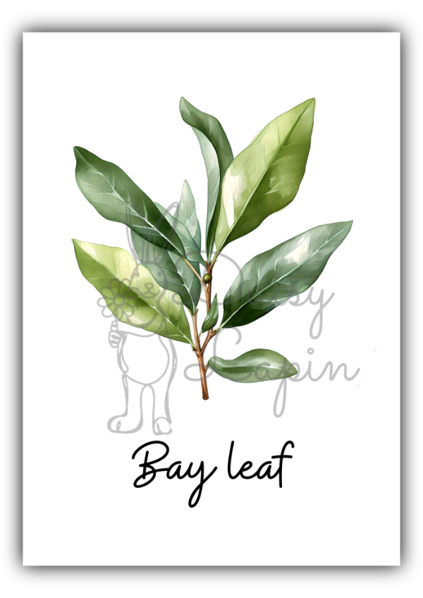 Kitchen Herbs- Bay leaf