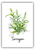 Kitchen Herbs- Tarragon