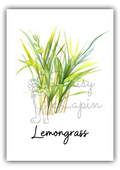 Kitchen Herbs - Lemongrass