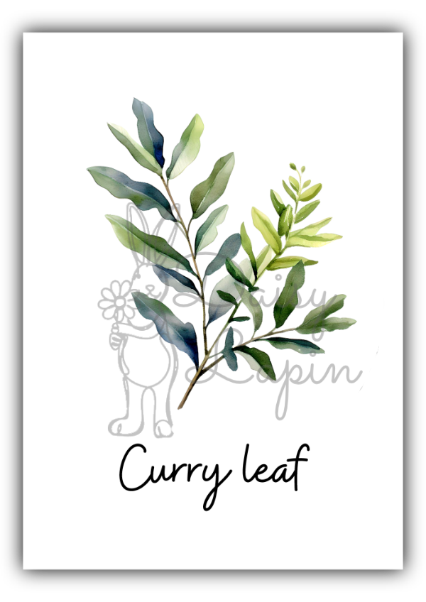 Kitchen Herbs- Curry Leaf