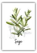 Kitchen Herbs - Sage