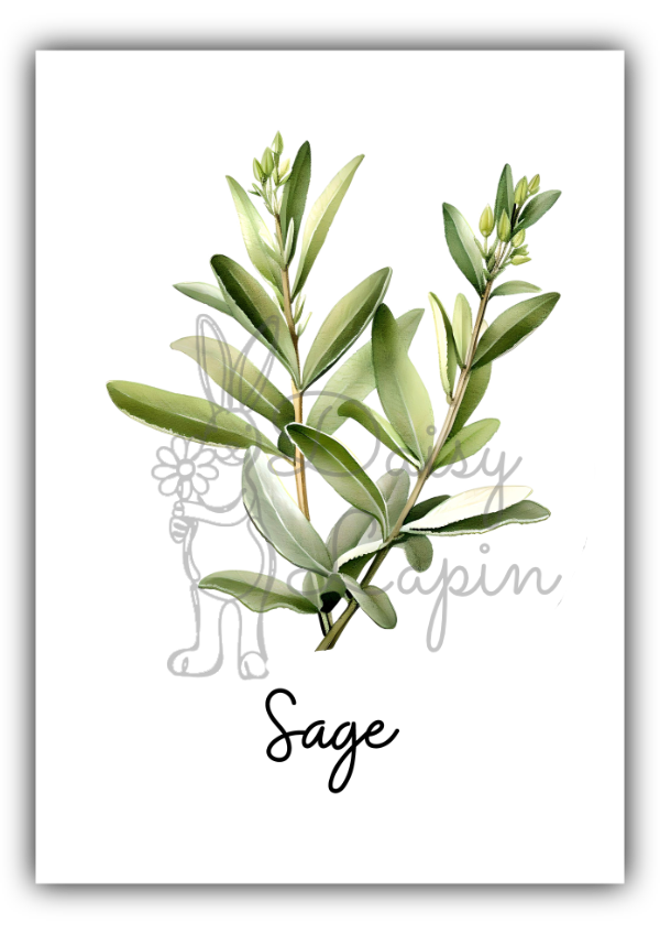 Kitchen Herbs - Sage