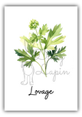 Kitchen Herbs- Lovage