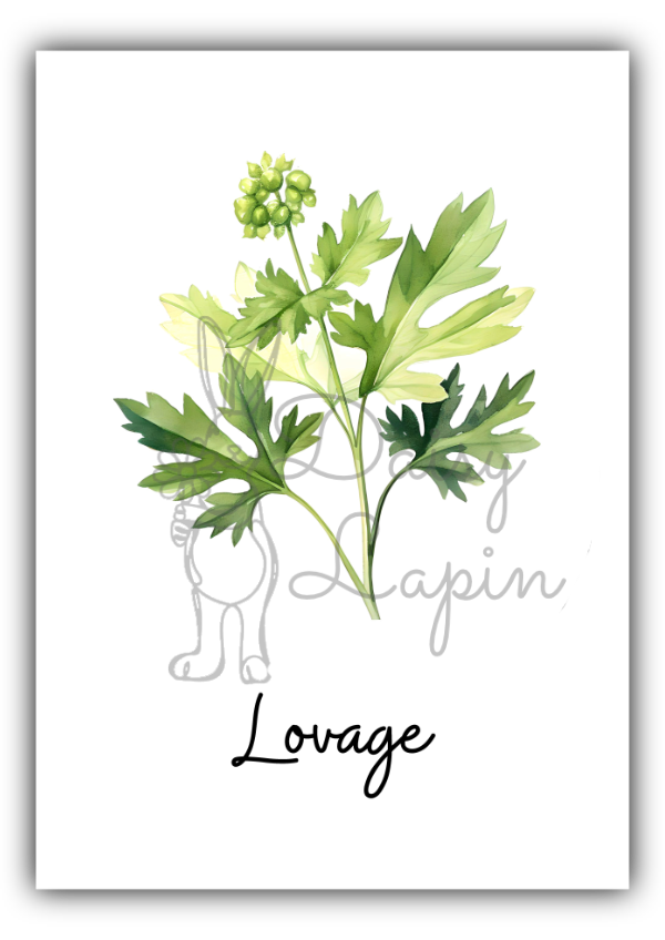 Kitchen Herbs- Lovage