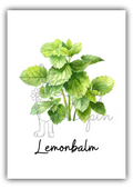 Kitchen Herbs- Lemonbalm