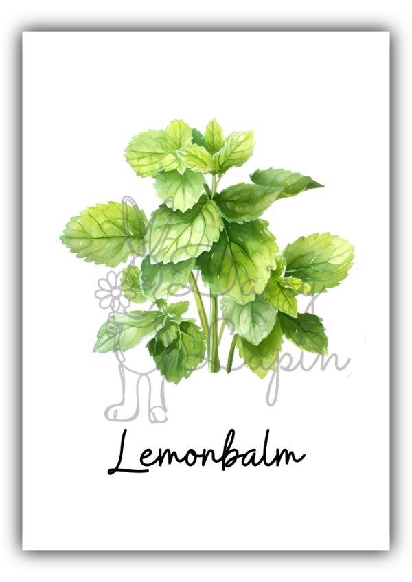 Kitchen Herbs- Lemonbalm
