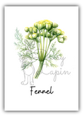 Kitchen Herbs- Fennel